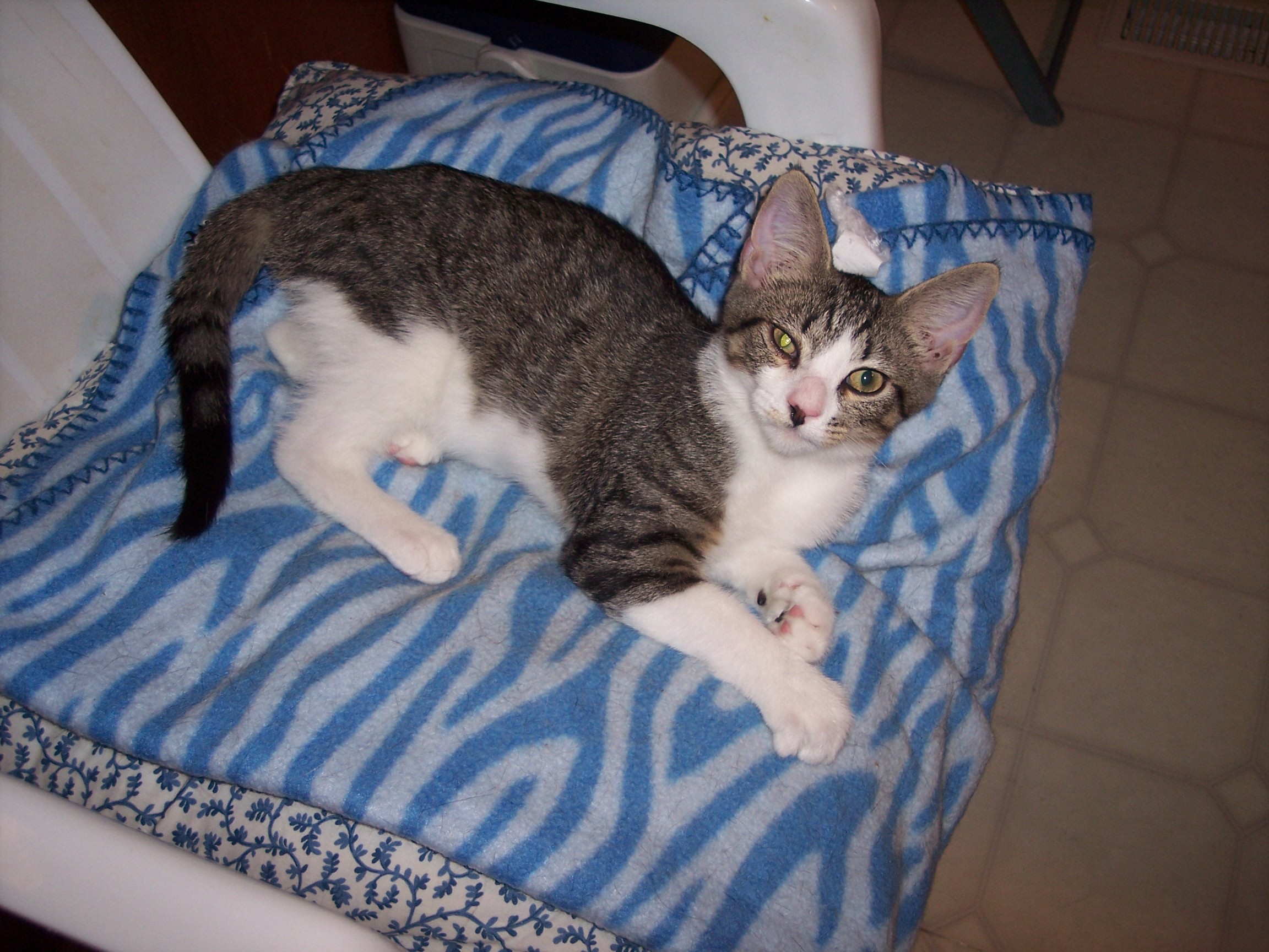 Bumps, an adoptable Domestic Short Hair in Henrico, VA, 23242 | Photo Image 8