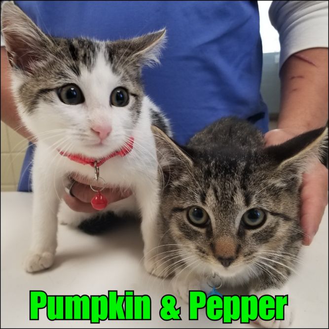 Pumpkin & Pepper