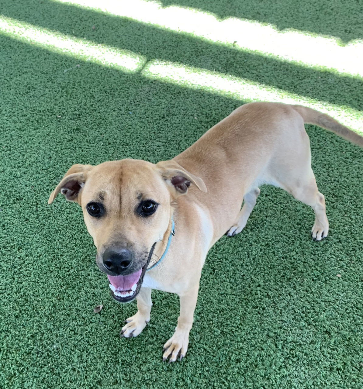 Cami, an adoptable Black Mouth Cur, Labrador Retriever in Pipe Creek, TX, 78063 | Photo Image 1