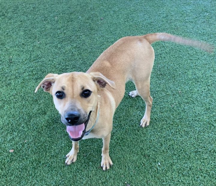 Dog for adoption - Cami, a Black Mouth Cur & Labrador Retriever Mix in ...