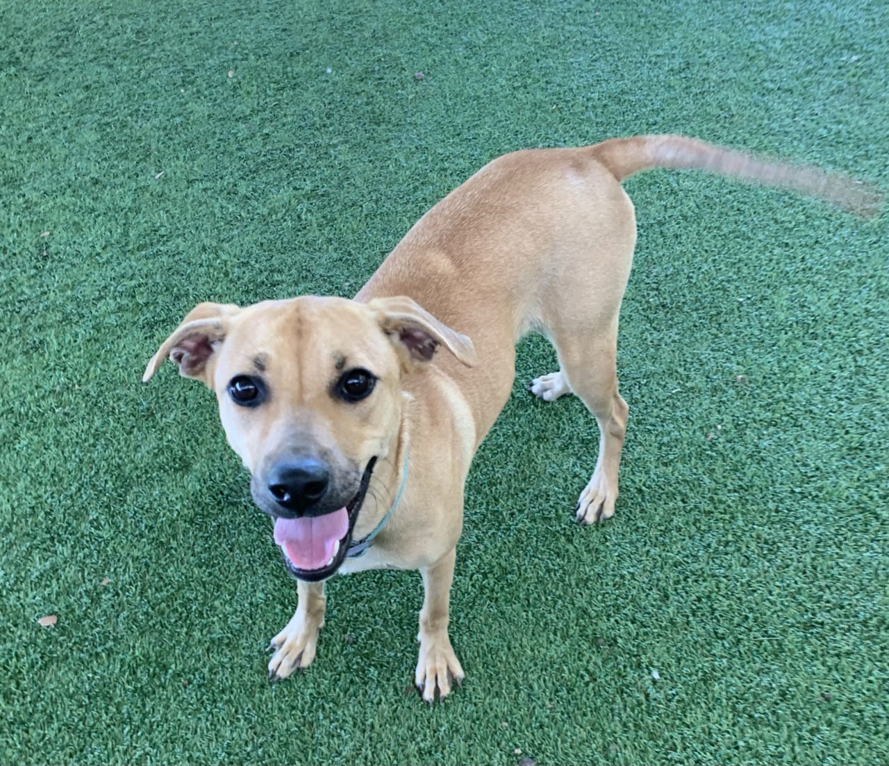 Cami, an adoptable Black Mouth Cur, Labrador Retriever in Pipe Creek, TX, 78063 | Photo Image 2