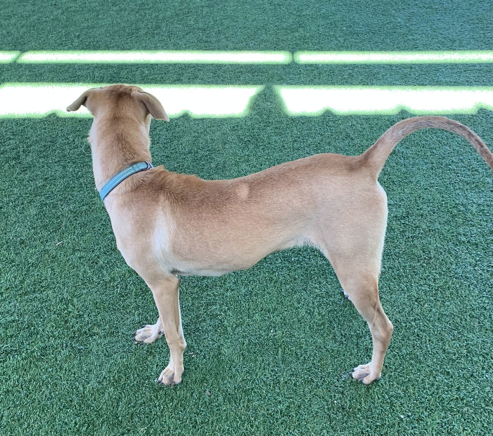 Cami, an adoptable Black Mouth Cur, Labrador Retriever in Pipe Creek, TX, 78063 | Photo Image 3