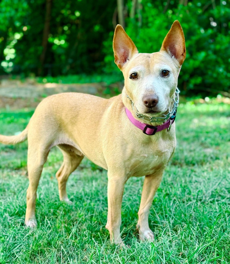 Sheba, an adoptable Bull Terrier, German Shepherd Dog in Macon, GA, 31210 | Photo Image 1