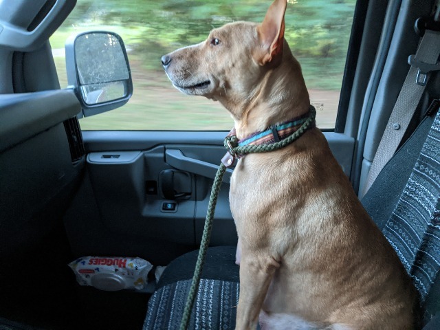 Sheba, an adoptable Bull Terrier, German Shepherd Dog in Macon, GA, 31210 | Photo Image 2
