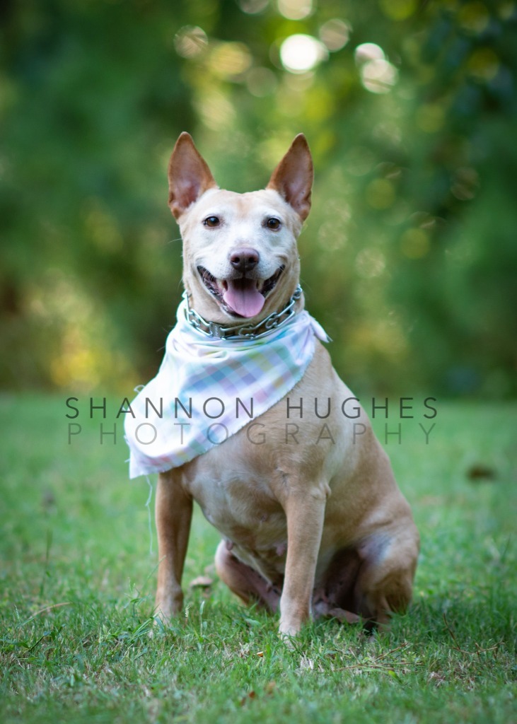 Sheba, an adoptable Bull Terrier, German Shepherd Dog in Macon, GA, 31210 | Photo Image 2