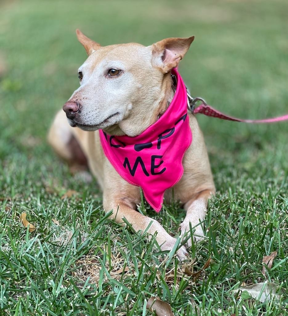 Sheba, an adoptable Bull Terrier, German Shepherd Dog in Macon, GA, 31210 | Photo Image 3