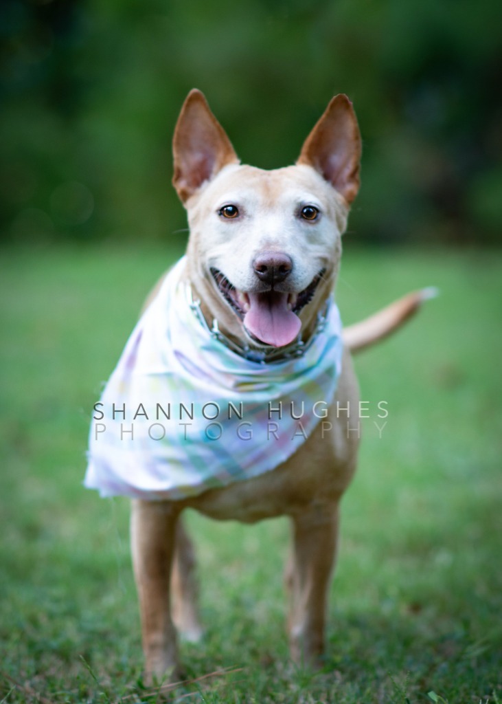 Sheba, an adoptable Bull Terrier, German Shepherd Dog in Macon, GA, 31210 | Photo Image 3