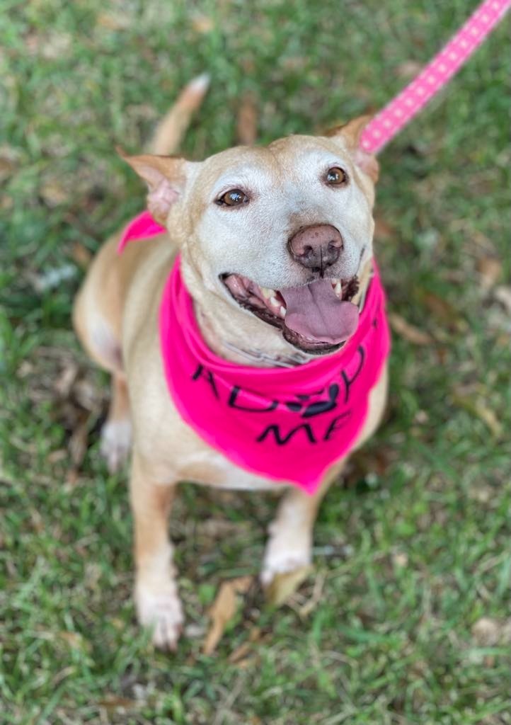 Sheba, an adoptable Bull Terrier, German Shepherd Dog in Macon, GA, 31210 | Photo Image 4