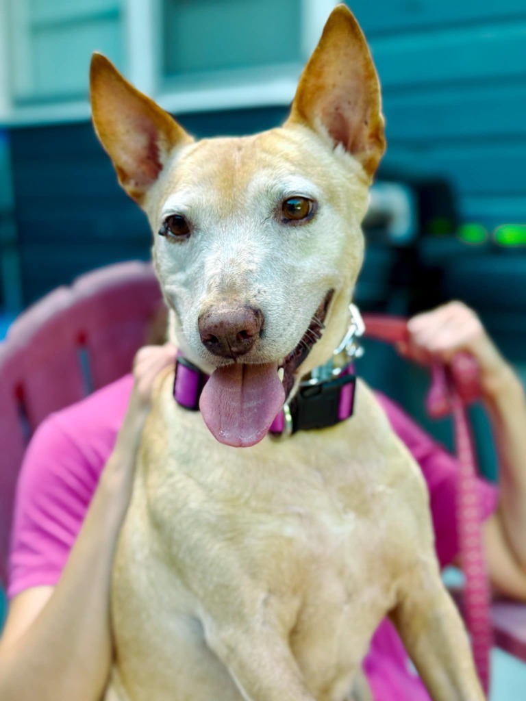 Sheba, an adoptable Bull Terrier, German Shepherd Dog in Macon, GA, 31210 | Photo Image 4