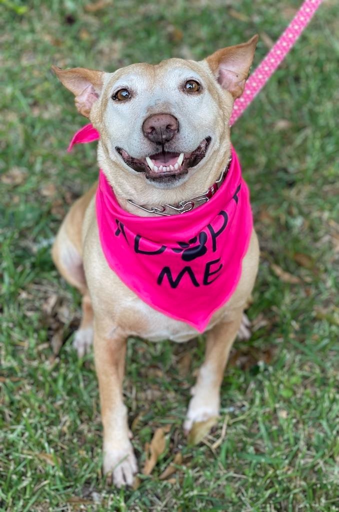 Sheba, an adoptable Bull Terrier, German Shepherd Dog in Macon, GA, 31210 | Photo Image 5