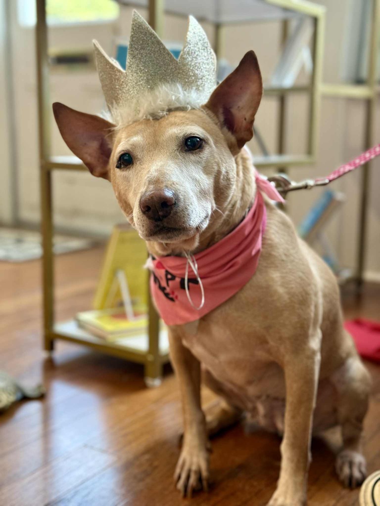 Sheba, an adoptable Bull Terrier, German Shepherd Dog in Macon, GA, 31210 | Photo Image 5