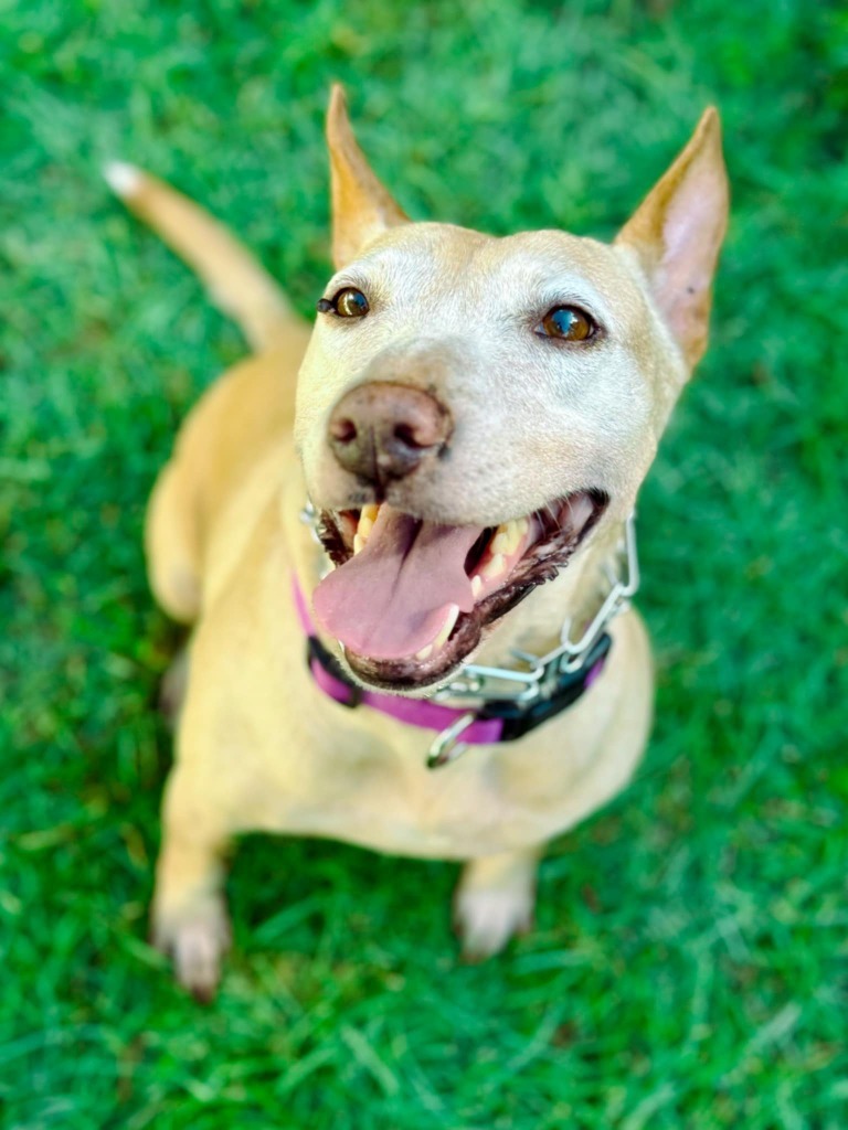 Sheba, an adoptable Bull Terrier, German Shepherd Dog in Macon, GA, 31210 | Photo Image 5