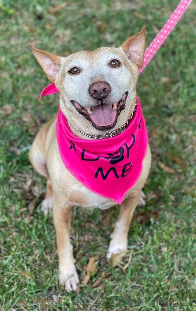 Sheba, an adoptable Bull Terrier, German Shepherd Dog in Macon, GA, 31210 | Photo Image 6