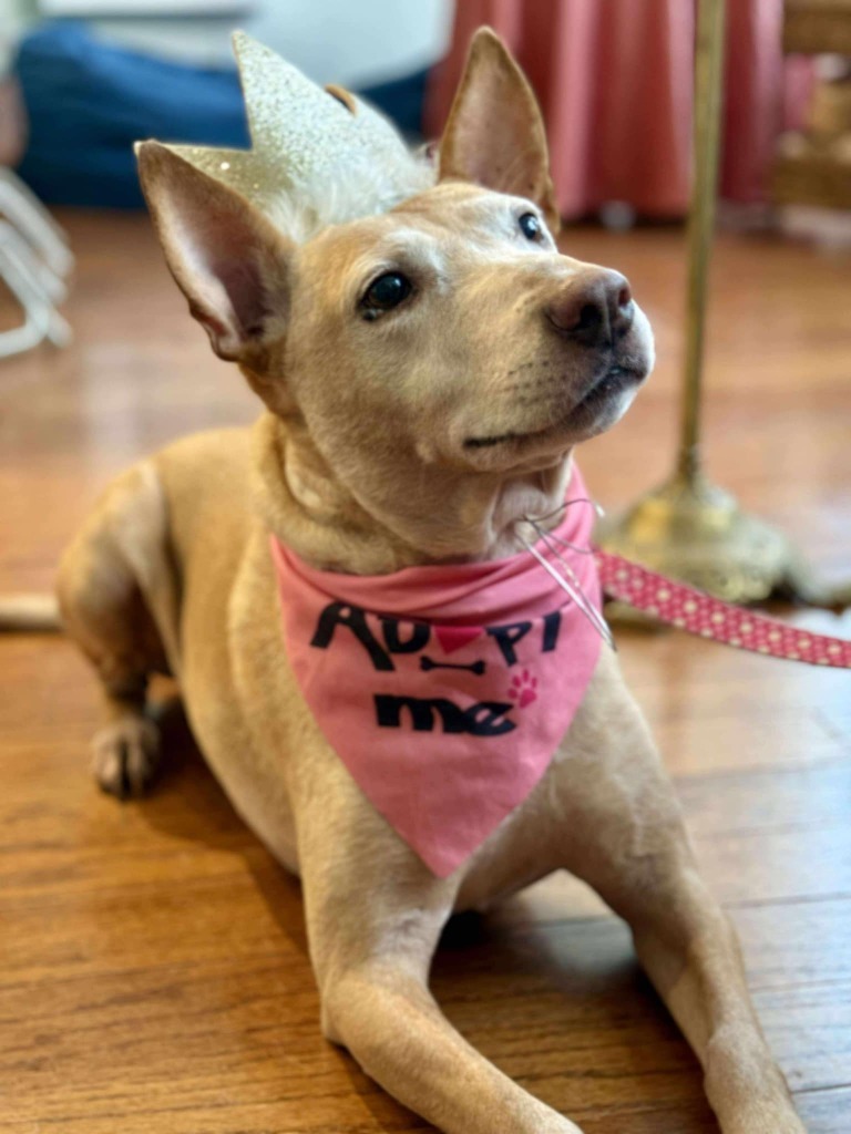 Sheba, an adoptable Bull Terrier, German Shepherd Dog in Macon, GA, 31210 | Photo Image 6