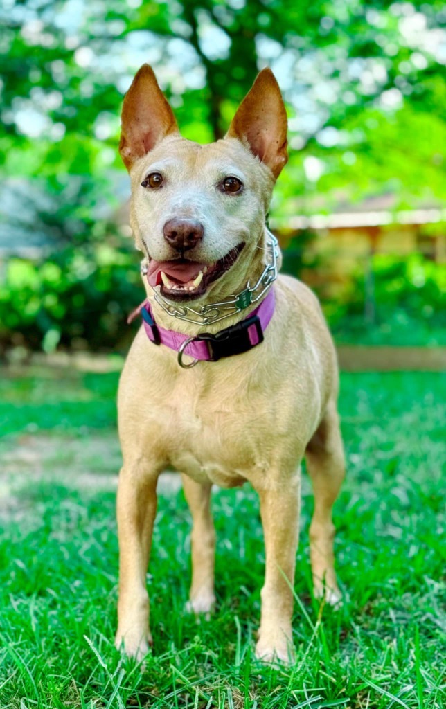 Sheba, an adoptable Bull Terrier, German Shepherd Dog in Macon, GA, 31210 | Photo Image 6