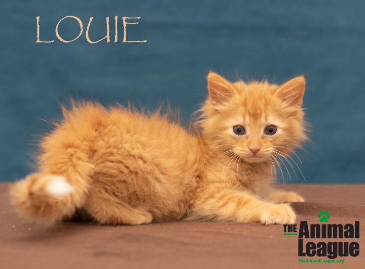 Louie 1