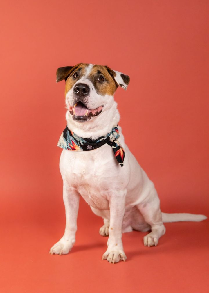 Riley, an adoptable Bull Terrier in Houston, TX_image-4