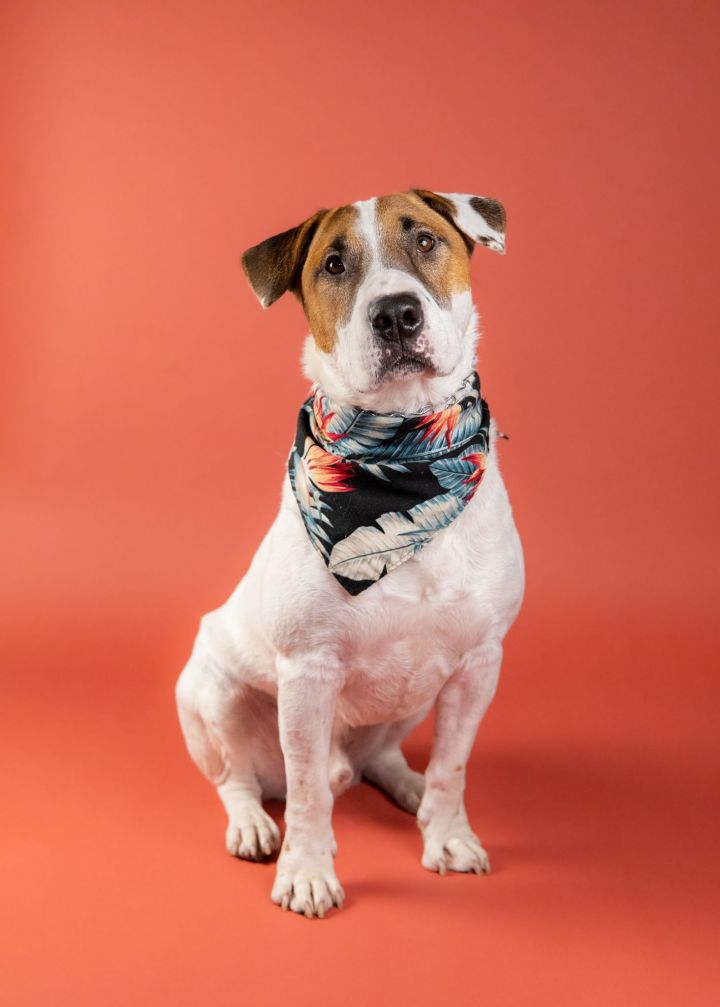 Riley, an adoptable Bull Terrier in Houston, TX_image-6