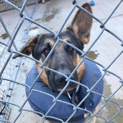 Dog for adoption - Goliath, a German Shepherd Dog Mix in Portsmouth, OH