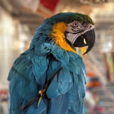 Macaw adoption hot sale