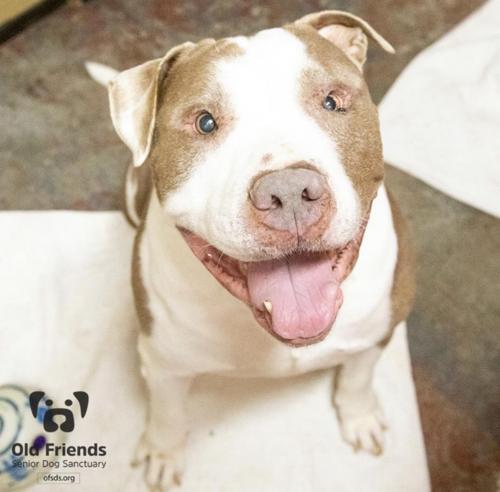 Titus, an adoptable Pit Bull Terrier in Mount Juliet, TN, 37122 | Photo Image 1