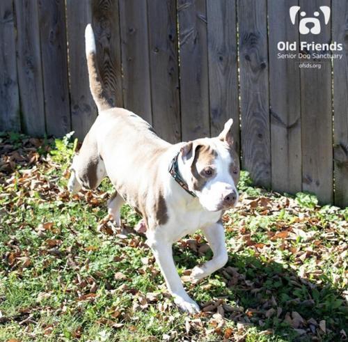 Titus, an adoptable Pit Bull Terrier in Mount Juliet, TN, 37122 | Photo Image 2