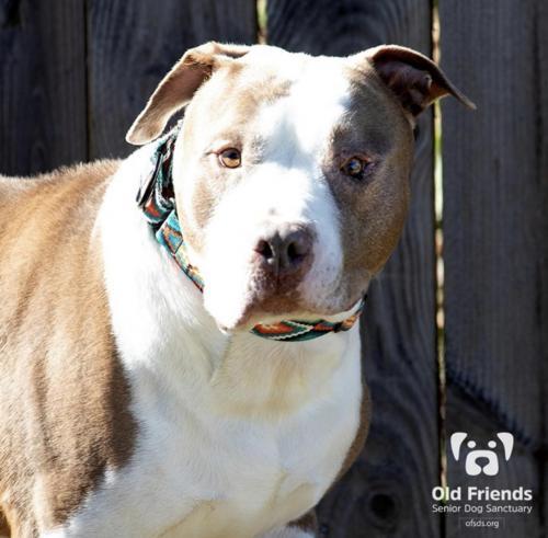 Titus, an adoptable Pit Bull Terrier in Mount Juliet, TN, 37122 | Photo Image 3