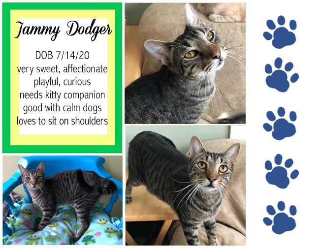 Jammy Dodger, an adoptable Domestic Short Hair in Longview, TX, 75608 | Photo Image 1