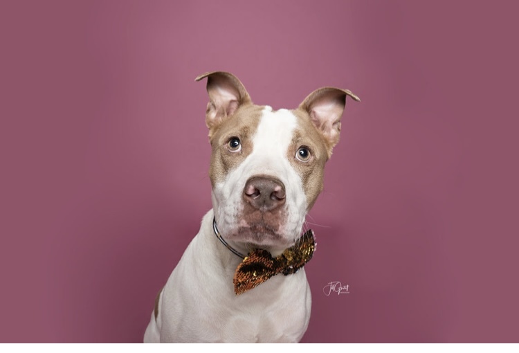 Ronnie, an adoptable American Staffordshire Terrier in Houston, TX, 77055 | Photo Image 2