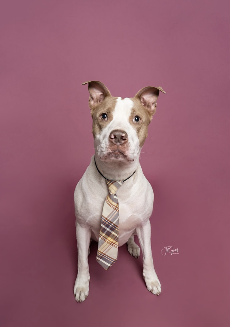 Ronnie, an adoptable American Staffordshire Terrier in Houston, TX, 77055 | Photo Image 3