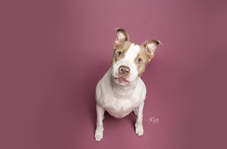 Ronnie, an adoptable American Staffordshire Terrier in Houston, TX, 77055 | Photo Image 4
