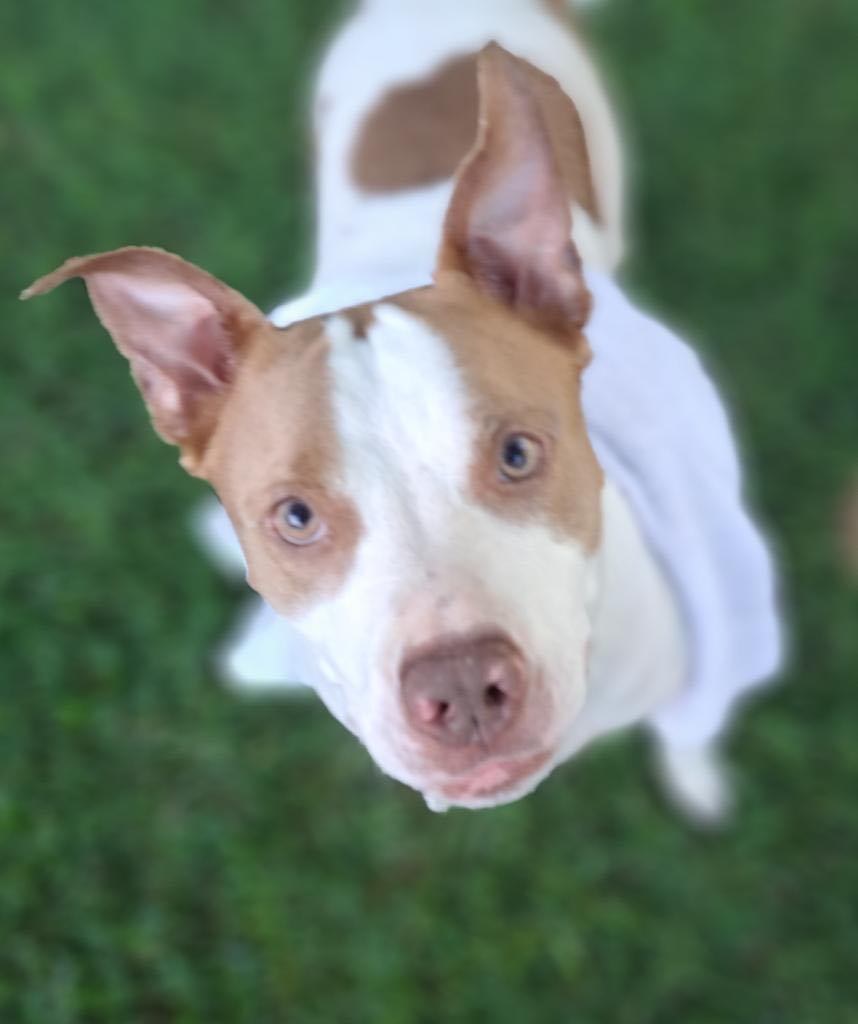 Ronnie, an adoptable American Staffordshire Terrier in Houston, TX, 77055 | Photo Image 1