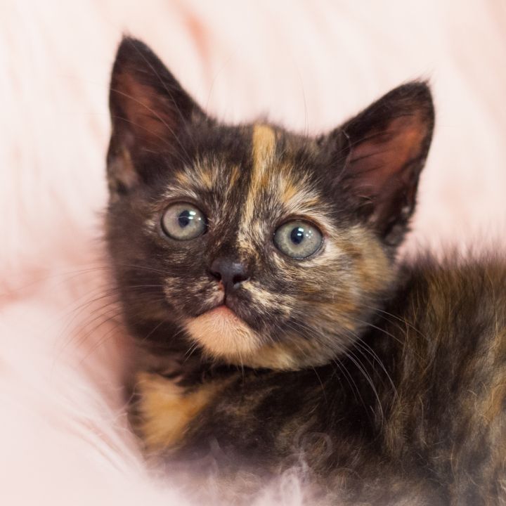 Feronia, an adopted Tortoiseshell Mix in Ponte Vedra, FL_image-1