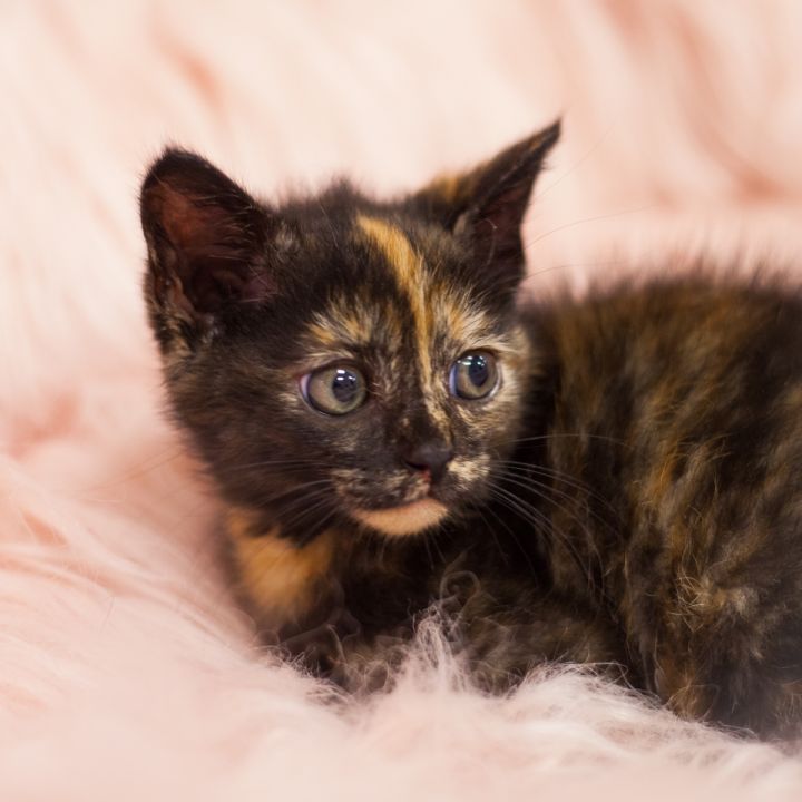 Feronia, an adopted Tortoiseshell Mix in Ponte Vedra, FL_image-2