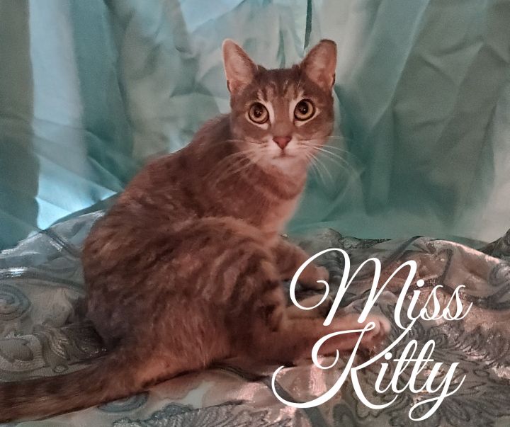 Miss Kitty A-2546 1