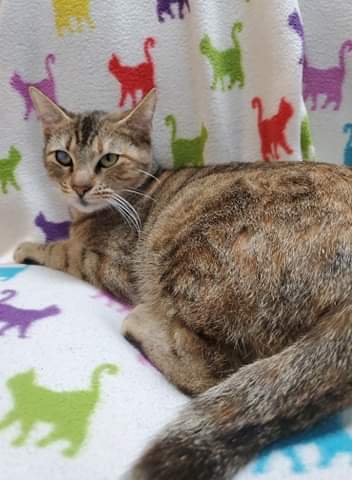 Beatrice, an adopted Domestic Short Hair in Corsicana, TX_image-1