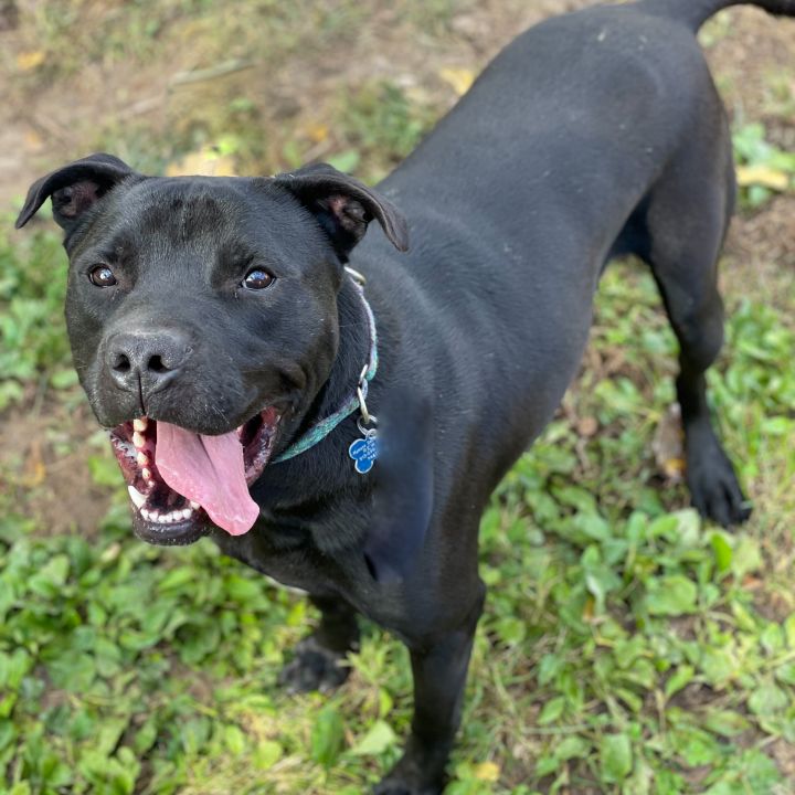 Dog For Adoption Reuben A Labrador Retriever Boxer Mix In Kansas City Ks Petfinder