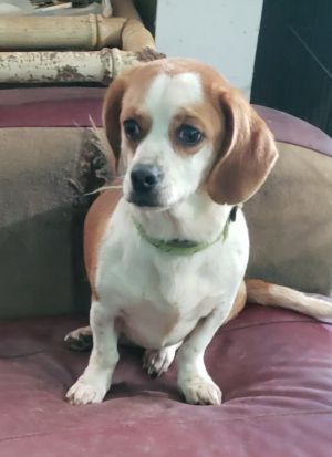 Dog For Adoption Fifi A Dachshund Beagle Mix In Gaffney Sc Petfinder