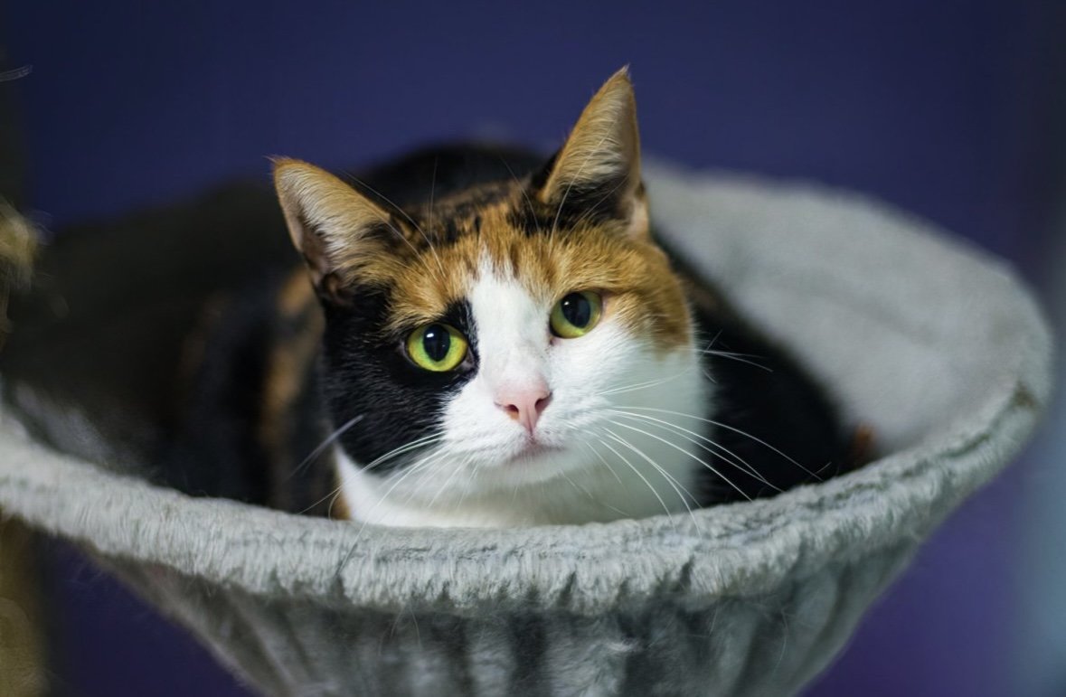 Aster, an adoptable Domestic Short Hair in Stafford, VA, 22554 | Photo Image 1