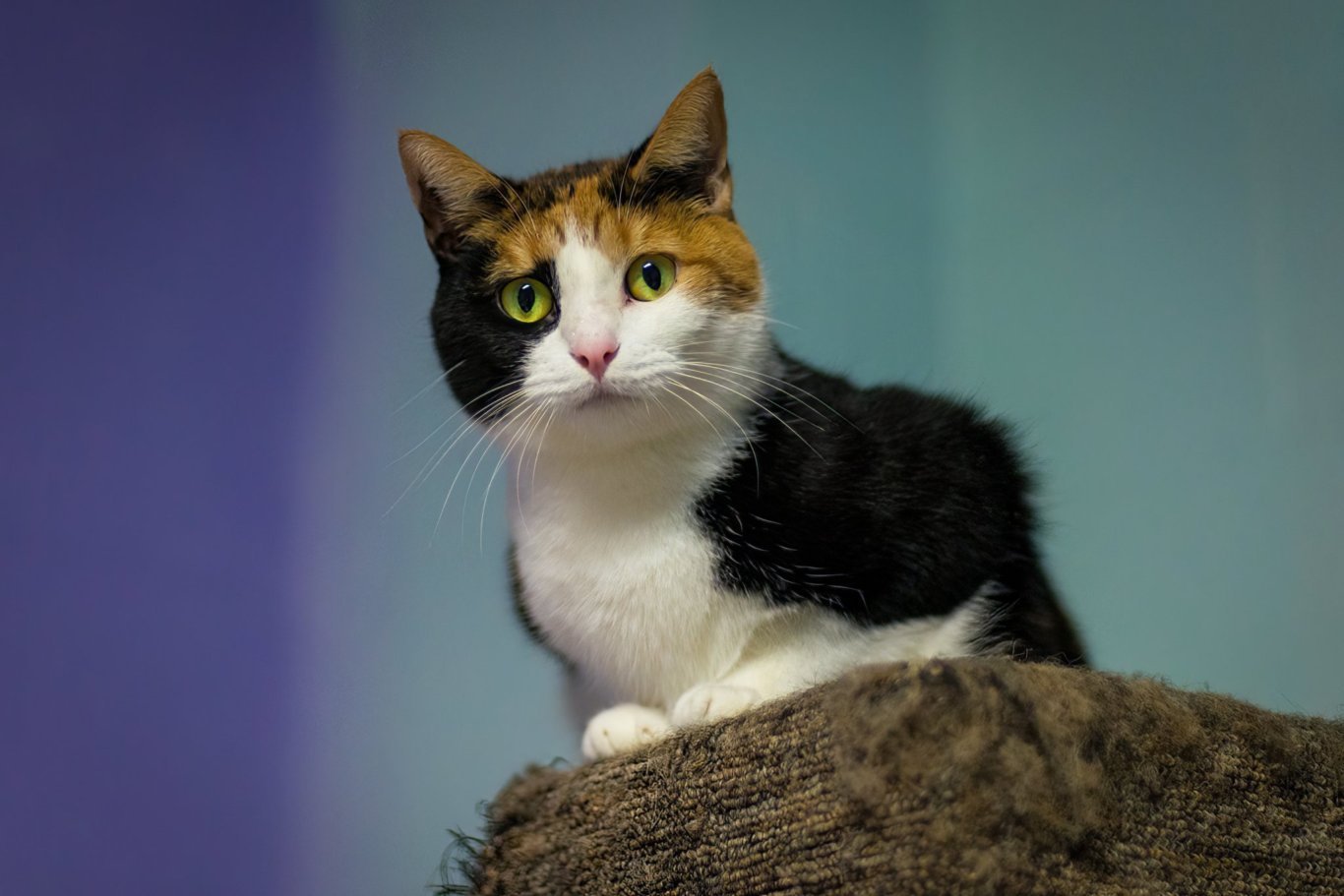 Aster, an adoptable Domestic Short Hair in Stafford, VA, 22554 | Photo Image 2