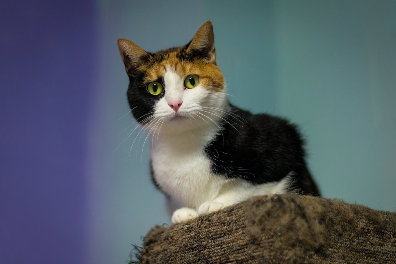 Aster, an adoptable Domestic Short Hair in Stafford, VA, 22554 | Photo Image 2