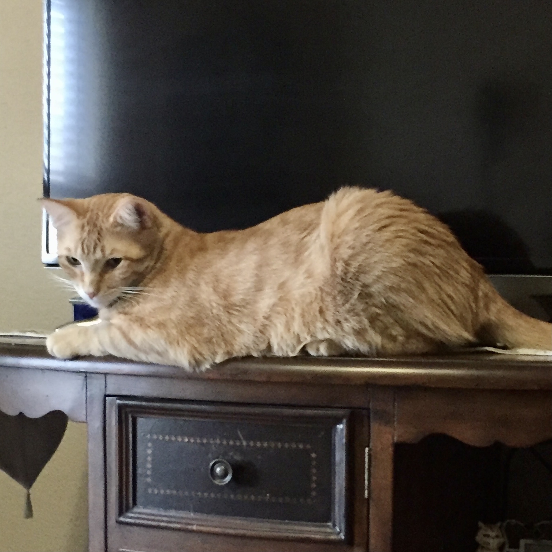 Mack, an adoptable Domestic Short Hair in Fort Worth, TX, 76121 | Photo Image 1