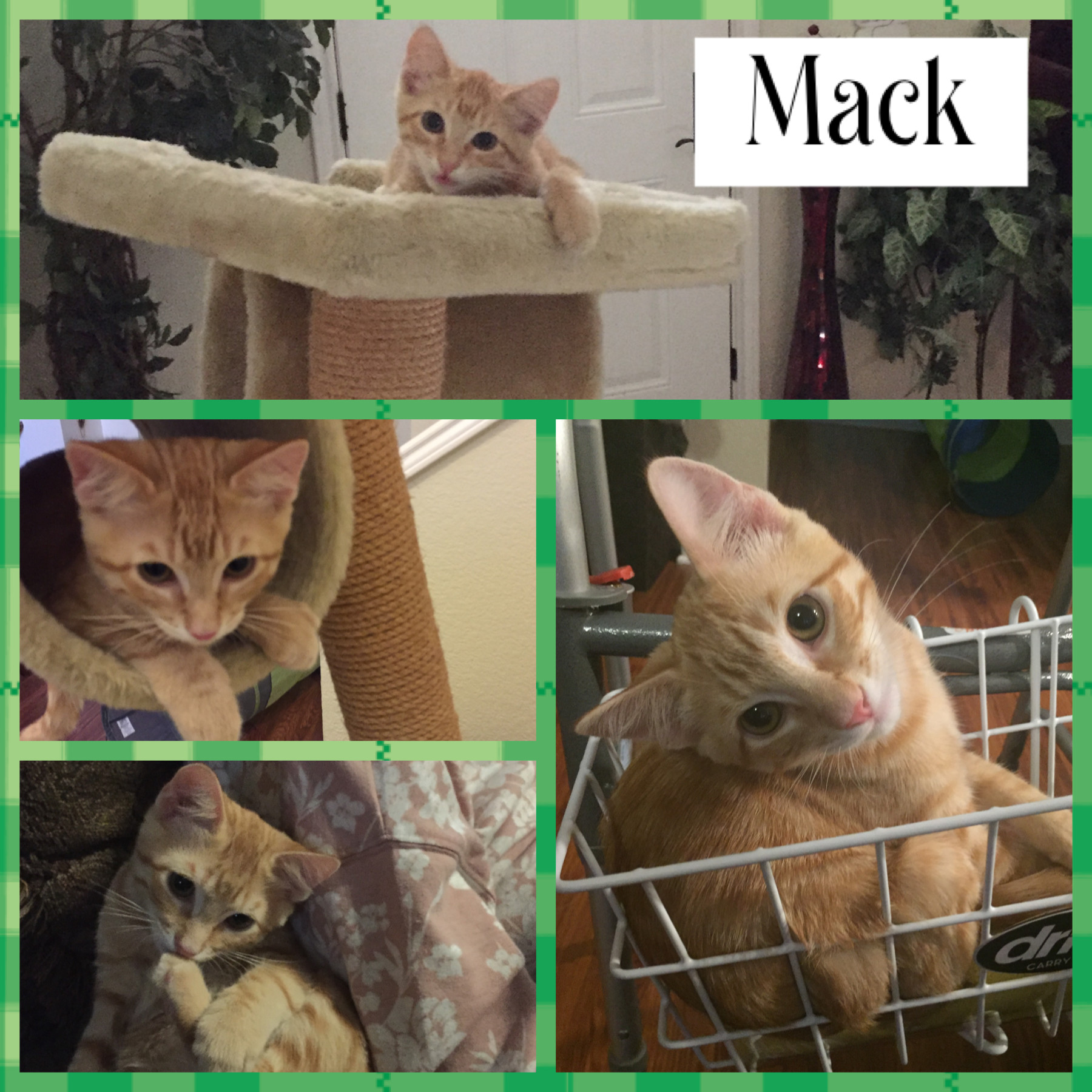 Mack, an adoptable Domestic Short Hair in Fort Worth, TX, 76121 | Photo Image 2