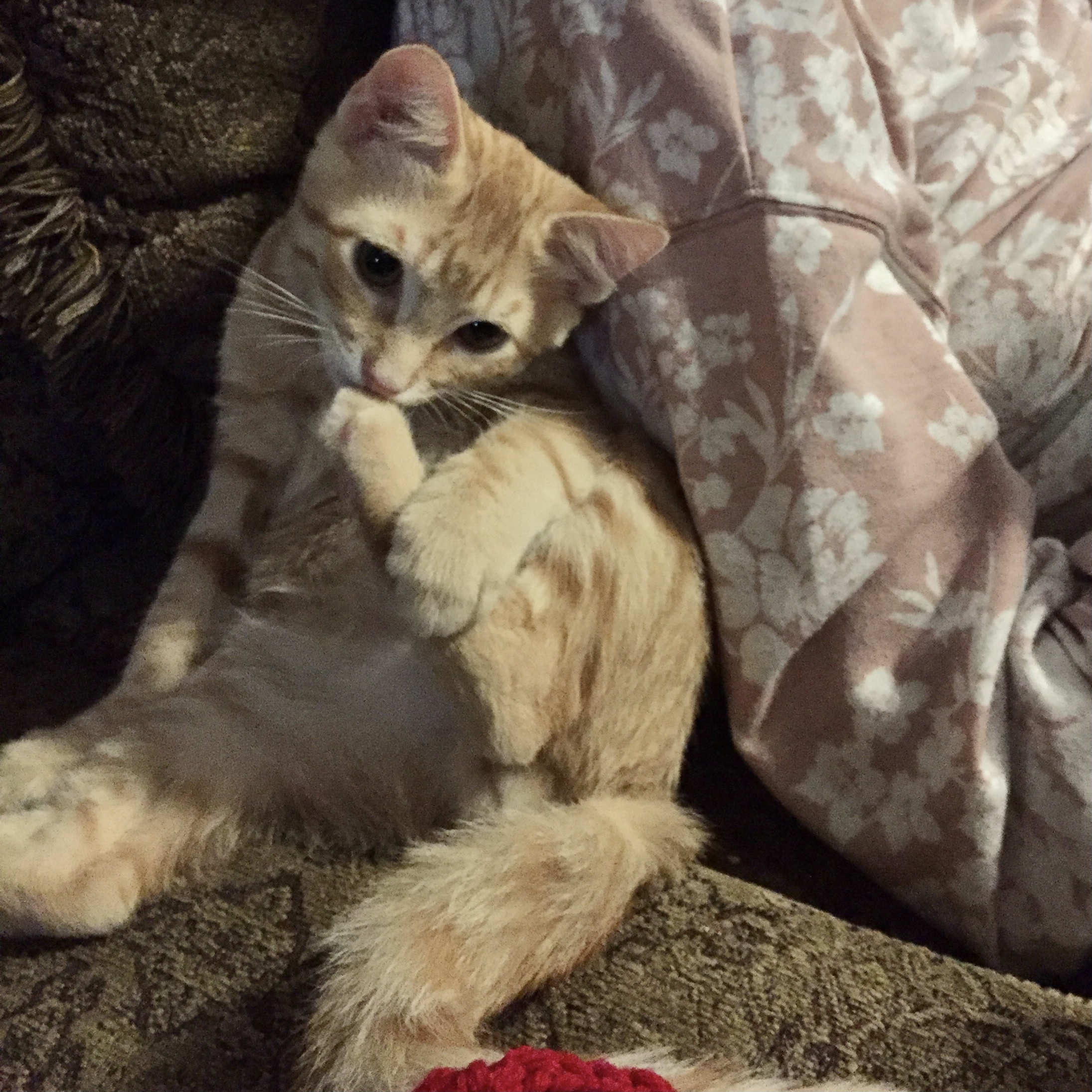 Mack, an adoptable Domestic Short Hair in Fort Worth, TX, 76121 | Photo Image 3