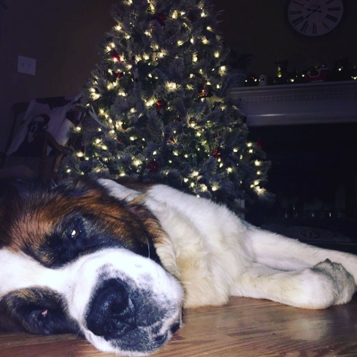 Dog For Adoption Murphy A Saint Bernard In Fayetteville Nc Petfinder