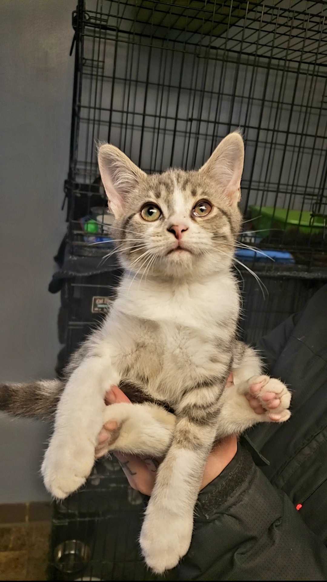 Cedar, an adoptable Domestic Short Hair in Anderson, IN, 46015 | Photo Image 2