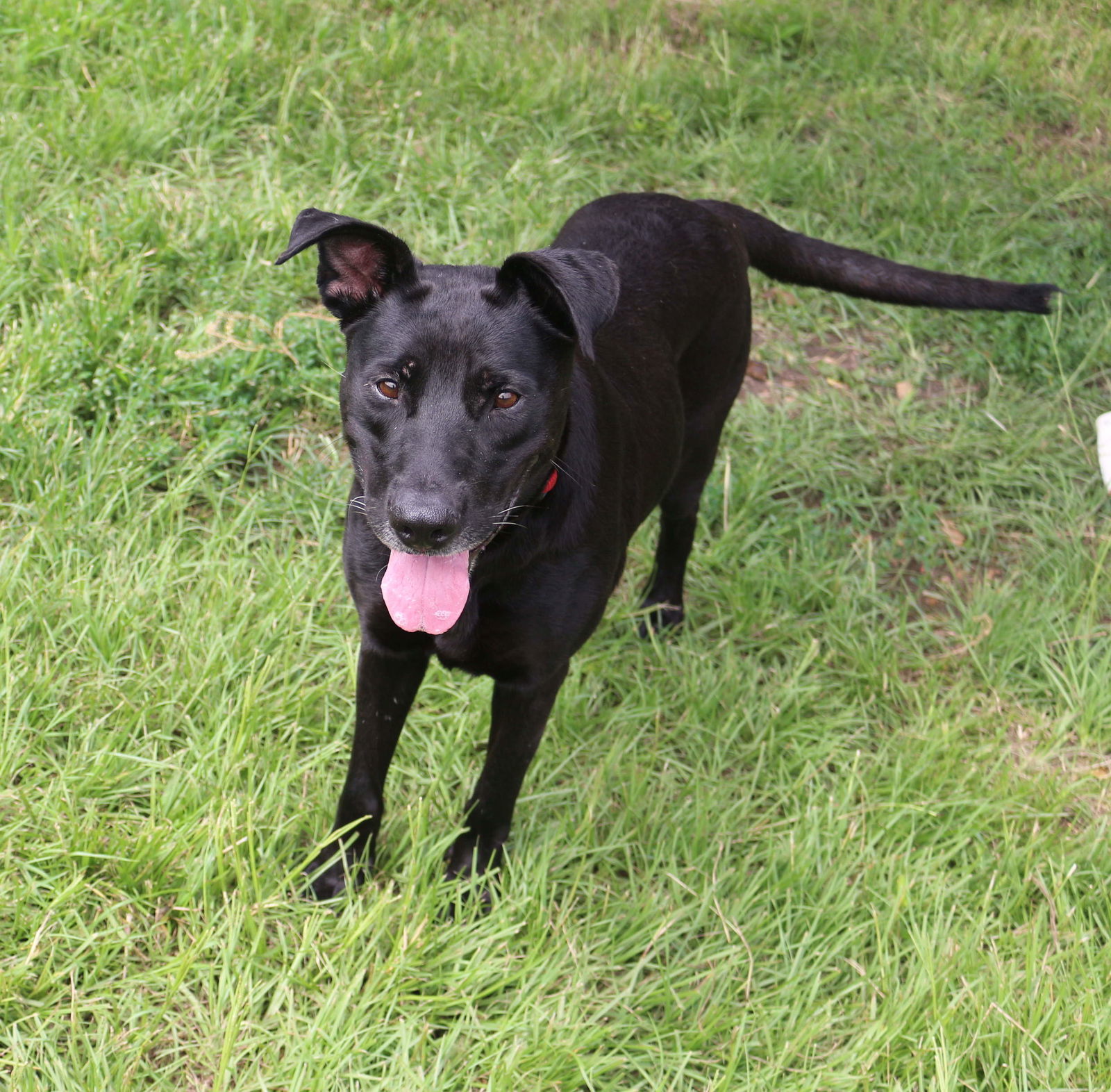 Chickory, an adoptable Black Labrador Retriever in Jackson, MS, 39213 | Photo Image 1