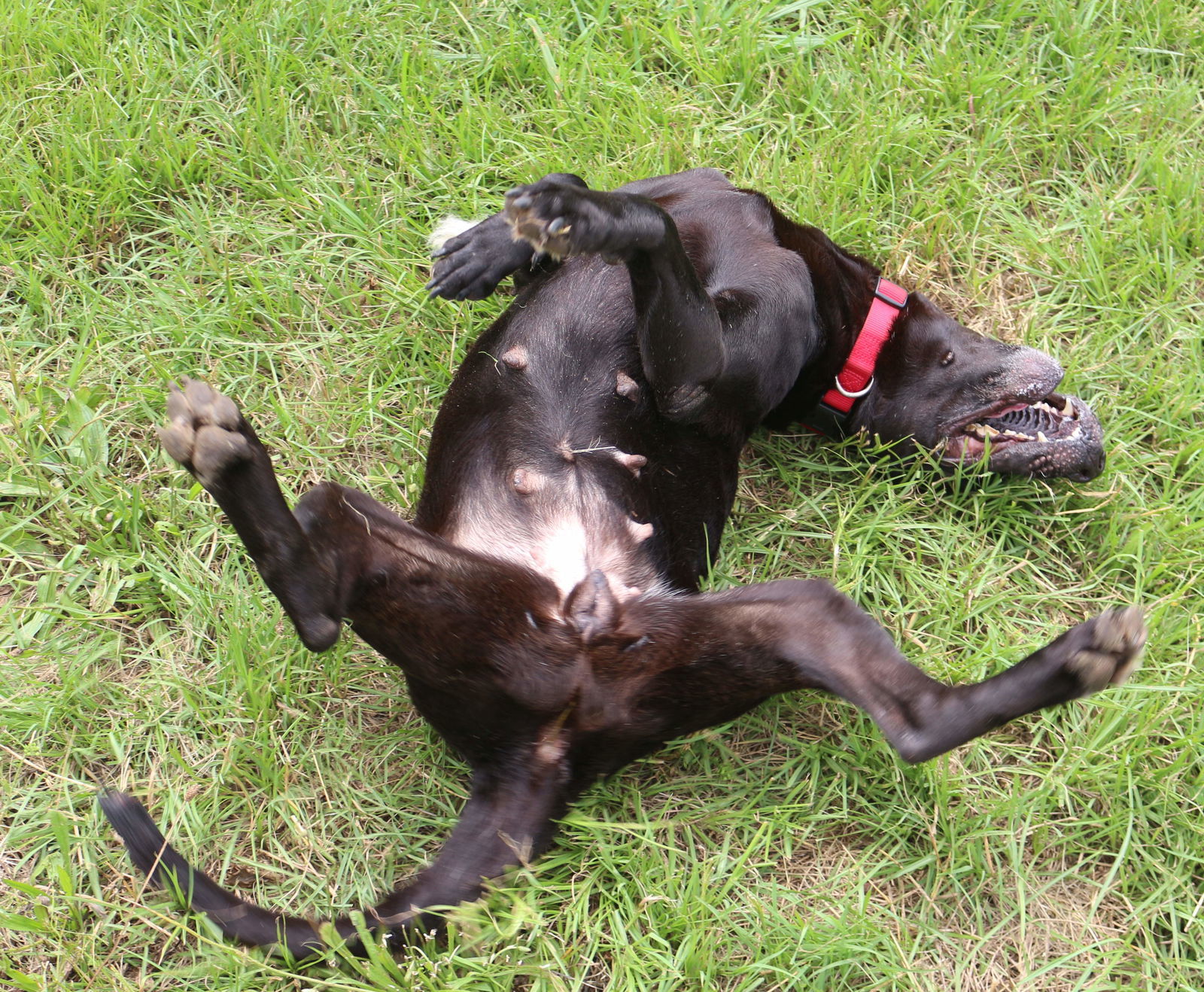 Chickory, an adoptable Black Labrador Retriever in Jackson, MS, 39213 | Photo Image 2