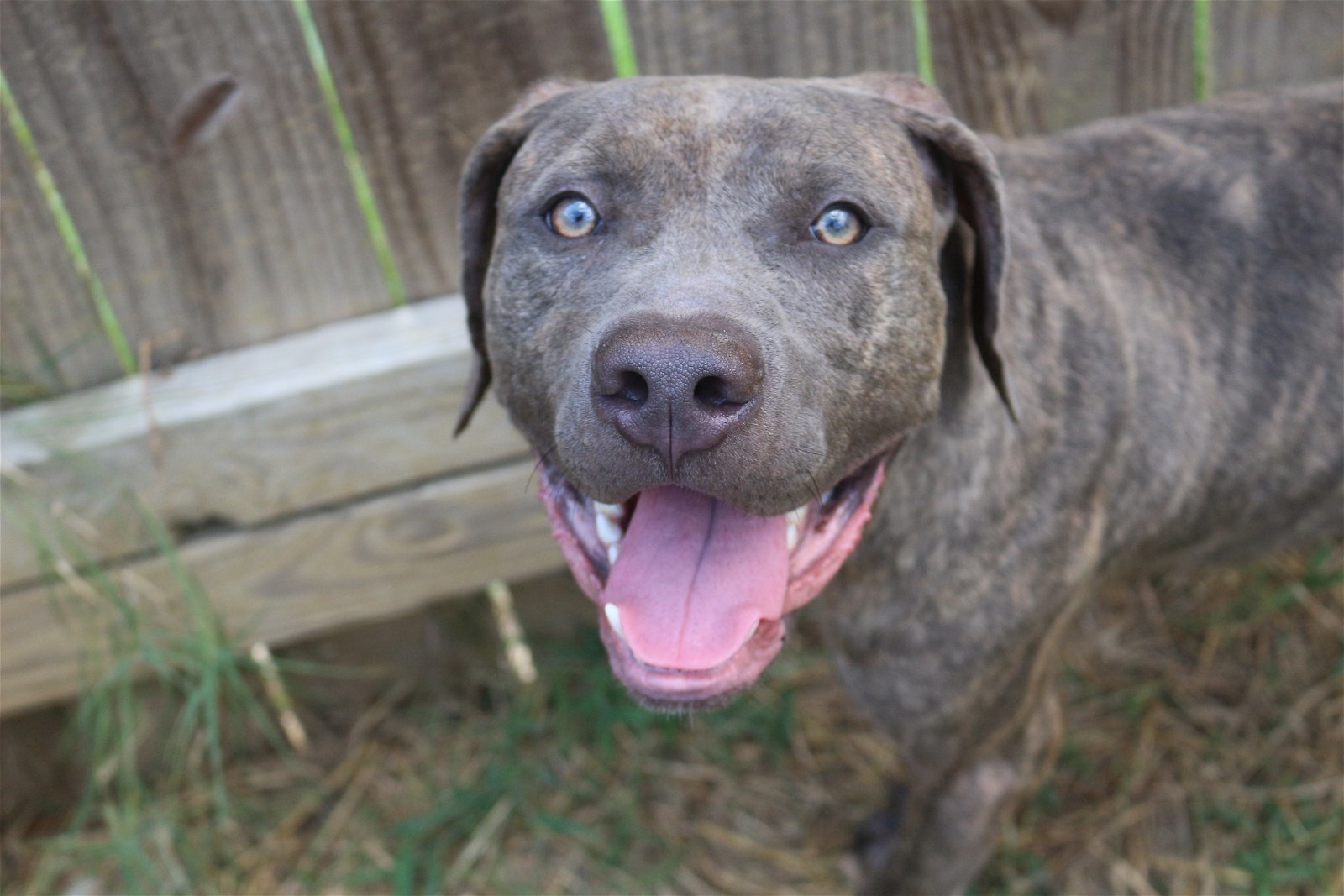 Slim, an adoptable Mastiff in Jackson, MS, 39213 | Photo Image 1