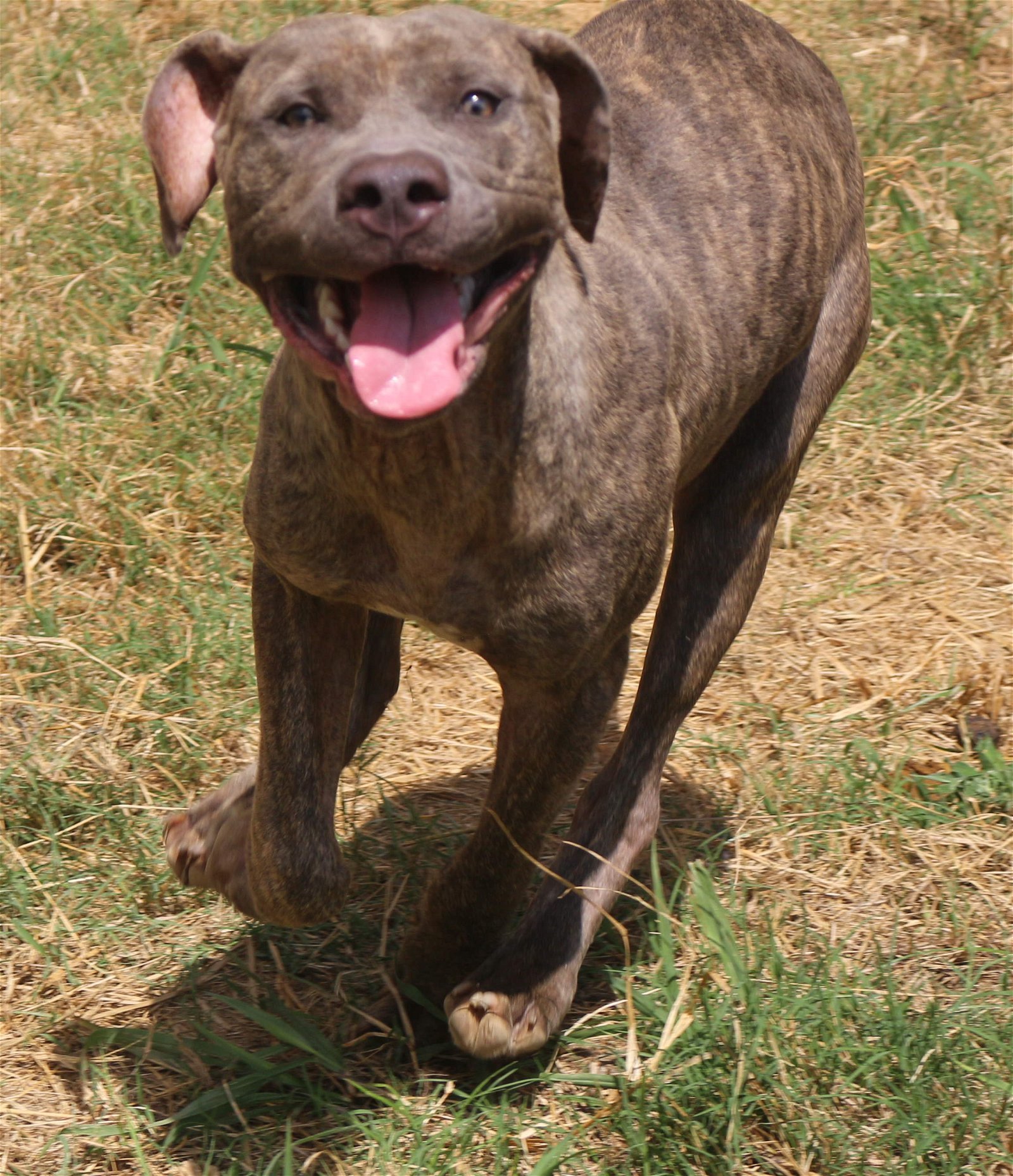 Slim, an adoptable Mastiff in Jackson, MS, 39213 | Photo Image 2